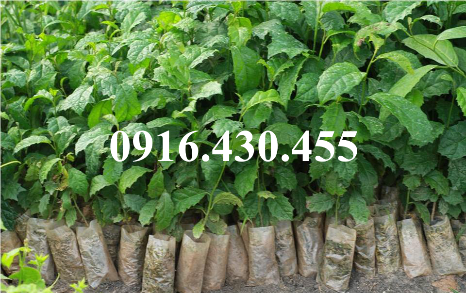 Cây giống xạ đen